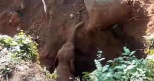 Les travailleurs qui utilisent un engin de terrassement pour sauver un bébé éléphant piégé sont salués par sa mère Les travailleurs qui utilisent un engin de terrassement pour sauver un bébé éléphant piégé sont salués par sa mère