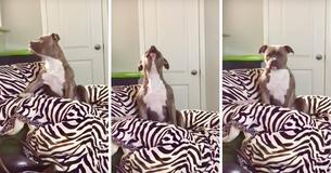 American Bulldog Enthusiastically Sings Along To His Favorite Country Tune American Bulldog Enthusiastically Sings Along To His Favorite Country Tune