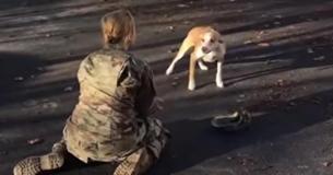 Cachorrinho se reencontrando com mamãe soldado é a coisa mais linda que você vai ver hoje Cachorrinho se reencontrando com mamãe soldado é a coisa mais linda que você vai ver hoje