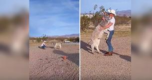 Jumento selvagem abana sua calda como um cachorrinho quando seu dono chega e casa depois de aprender esse hábito com Pastores Alemães Jumento selvagem abana sua calda como um cachorrinho quando seu dono chega e casa depois de aprender esse hábito com Pastores Alemães