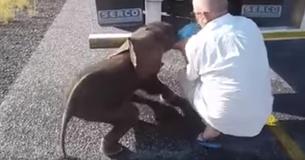 Elefantinha de três semanas e com sede aparece na estrada é salva por caminhoneiros Sul-Africanos Elefantinha de três semanas e com sede aparece na estrada é salva por caminhoneiros Sul-Africanos
