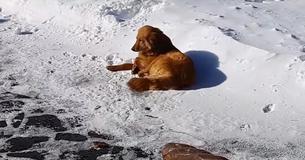 Un cane randagio dorme nella neve per giorni fino a quando un turista non la salva Un cane randagio dorme nella neve per giorni fino a quando un turista non la salva