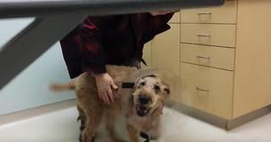 Erblindeter Hund bekommt durch chirurgischen Eingriff Augenlicht zurück und ist überglücklich, seine Familie wieder sehen zu können Erblindeter Hund bekommt durch chirurgischen Eingriff Augenlicht zurück und ist überglücklich, seine Familie wieder sehen zu können