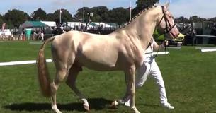 Une race de cheval connue pour sa beauté a un pelage qui ressemble à de l'or pur Une race de cheval connue pour sa beauté a un pelage qui ressemble à de l'or pur
