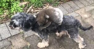 Baby Koala Mistakenly Believes A Dog Called Tony Is Its Mom Baby Koala Mistakenly Believes A Dog Called Tony Is Its Mom