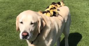Sweet 11-Year-Old Labrador Saves Abandoned Ducklings And Becomes Their New Father Sweet 11-Year-Old Labrador Saves Abandoned Ducklings And Becomes Their New Father