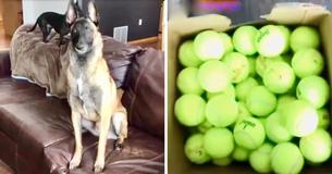 Un chien qui n'arrive pas à cacher son excitation quand son propriétaire lui offre 400 balles de tennis comme cadeau d'anniversaire Un chien qui n'arrive pas à cacher son excitation quand son propriétaire lui offre 400 balles de tennis comme cadeau d'anniversaire
