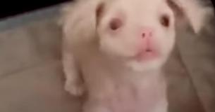 Albino Runt Of Litter Turns Into Fighter Of The Bunch Albino Runt Of Litter Turns Into Fighter Of The Bunch