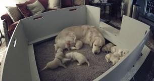 Camera Films Golden Retriever Mom's Sweet Gesture When Puppy Can't Get Her Camera Films Golden Retriever Mom's Sweet Gesture When Puppy Can't Get Her