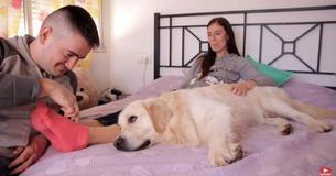 Lovable Golden Retriever Bailey Doesn't Allow Husband To Touch Wife Lovable Golden Retriever Bailey Doesn't Allow Husband To Touch Wife