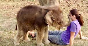 Baby Elephant Amusingly Searches For Girl's 'Trunk' Baby Elephant Amusingly Searches For Girl's 'Trunk'