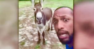 Man Sings Lion King To His Donkey, The Donkey Joins In Man Sings Lion King To His Donkey, The Donkey Joins In