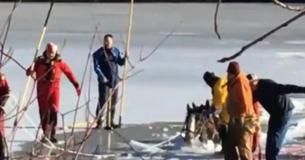 Rescuers Rush To Save Two Clydesdales Trapped Inmidst Frozen Lake Before It’s Too Late Rescuers Rush To Save Two Clydesdales Trapped Inmidst Frozen Lake Before It’s Too Late