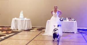 Bride Dances With Her “Best Dog” At Wedding Bride Dances With Her “Best Dog” At Wedding
