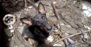 Un chien s'éclate en sanglots quand elle voit des sauveteurs venir la sauver Un chien s'éclate en sanglots quand elle voit des sauveteurs venir la sauver