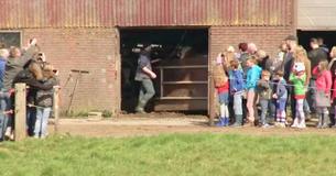 Des vaches filmées qui ont été gardées dans l'étable pendant 6 mois et qui ont été libérées Des vaches filmées qui ont été gardées dans l'étable pendant 6 mois et qui ont été libérées