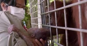 Mamá orangután vuelve a reunirse con su hija secuestrada Mamá orangután vuelve a reunirse con su hija secuestrada