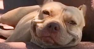Pit Bull Has Been Grinning From Ear To Ear Ever Since She Was Rescued From Streets Pit Bull Has Been Grinning From Ear To Ear Ever Since She Was Rescued From Streets