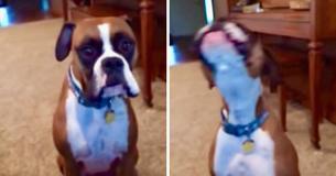 Cachorrinha confronta mamãe por causa de nova regra do sofá Cachorrinha confronta mamãe por causa de nova regra do sofá