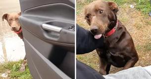 Un perro callejero pasó casi toda su vida esperando que algún conductor lo recogiera, hasta que sucedió un milagro Un perro callejero pasó casi toda su vida esperando que algún conductor lo recogiera, hasta que sucedió un milagro