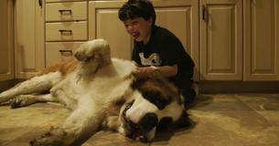 Después de años de abandono, un perro de casi 60 kilos es finalmente adoptado en un hogar amoroso Después de años de abandono, un perro de casi 60 kilos es finalmente adoptado en un hogar amoroso