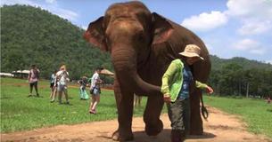 La madre elefante lleva a la cuidadora a ver a su cría y le pide que le cante una canción de cuna La madre elefante lleva a la cuidadora a ver a su cría y le pide que le cante una canción de cuna