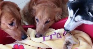 Dos golden retrievers y un husky dan una cálida bienvenida a tres gatitos Dos golden retrievers y un husky dan una cálida bienvenida a tres gatitos