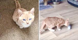 Cat With Rare Type Of Dwarfism Will Remain Kitten-Sized For Life Cat With Rare Type Of Dwarfism Will Remain Kitten-Sized For Life