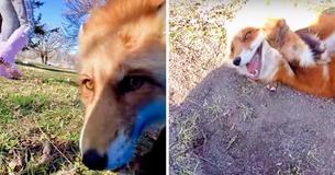 Dixiedo The Red Fox Steals Woman's Phone And Attempts To Bury It Dixiedo The Red Fox Steals Woman's Phone And Attempts To Bury It
