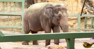 Oldest Asian Elephant At The San Antonio Zoo, Lucky, Celebrates Her 60th Birthday Oldest Asian Elephant At The San Antonio Zoo, Lucky, Celebrates Her 60th Birthday
