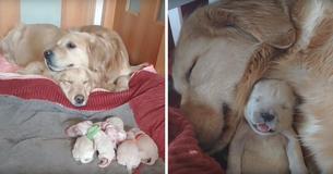Many Hearts Melting Over Adorable Footage Of Golden Retriever Parents Cuddling With Newborn Puppies Many Hearts Melting Over Adorable Footage Of Golden Retriever Parents Cuddling With Newborn Puppies