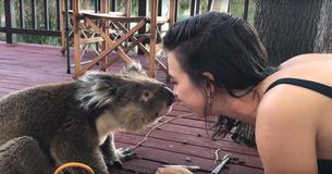 Absolutely Adorable Little Koala Stops By Neighbor's House Daily For Cuddles And Kisses Absolutely Adorable Little Koala Stops By Neighbor's House Daily For Cuddles And Kisses