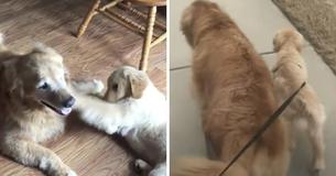 Blind Golden Retriever Gets 'Guide Dog' Puppy To Assist Him Around Blind Golden Retriever Gets 'Guide Dog' Puppy To Assist Him Around