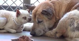 Deux chiens âgés abandonnés au refuge trouvent enfin un nouveau foyer commun Deux chiens âgés abandonnés au refuge trouvent enfin un nouveau foyer commun