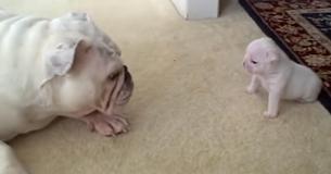 Un chiot bouledogue qui a fait une crise de colère a acquis une grande renommée Un chiot bouledogue qui a fait une crise de colère a acquis une grande renommée