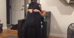 Colossal Newfoundland Convinced He's A Lap Dog Colossal Newfoundland Convinced He's A Lap Dog