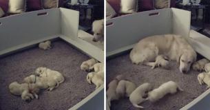 Camera Captured Golden Retriever Mom Coming To Comfort Puppy That Can't Locate Her Camera Captured Golden Retriever Mom Coming To Comfort Puppy That Can't Locate Her