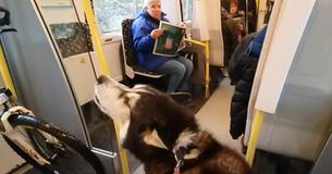 Malamute Can't Help But Say Malamute Can't Help But Say