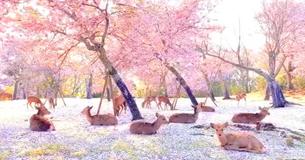 Wild Deer Enjoy Blossoms In Quiet Nara Park In Stunning Display Wild Deer Enjoy Blossoms In Quiet Nara Park In Stunning Display