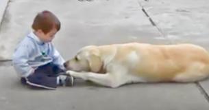 Une maman Labrador jaune fond un lien d'amitié avec un jeune enfant atteint du syndrome de Down Une maman Labrador jaune fond un lien d'amitié avec un jeune enfant atteint du syndrome de Down