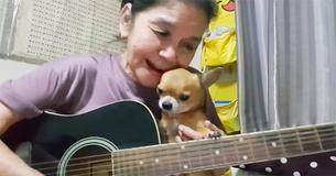 Woman Performs 'Hey Jude' Beautifully While Tiny Puppy Enjoys Music Woman Performs 'Hey Jude' Beautifully While Tiny Puppy Enjoys Music