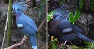 The Victoria Crowned Pigeon Is Largest, Most Lavish-Looking Pigeon On This Planet The Victoria Crowned Pigeon Is Largest, Most Lavish-Looking Pigeon On This Planet