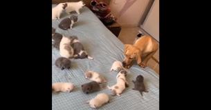 Golden Retriever Puppy Sweetly Confused By Kittens On Bed Golden Retriever Puppy Sweetly Confused By Kittens On Bed