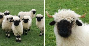 Folks Are Unable To Decide If Blacknose Sheep Are Lovable Or Fearsome Folks Are Unable To Decide If Blacknose Sheep Are Lovable Or Fearsome