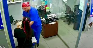 Cat Thinks The Vet Is Harming The Dog And Tries To Rescue Him Cat Thinks The Vet Is Harming The Dog And Tries To Rescue Him