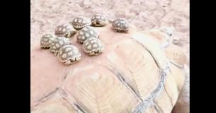 Baby Tortoises Go For A Spin On Their Mother's Back Baby Tortoises Go For A Spin On Their Mother's Back