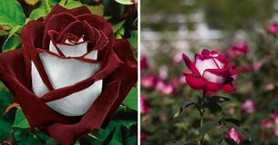 Rare Rose With Red-And-White Petals 'Are Not A Scam' But Notoriously Difficult To Grow Rare Rose With Red-And-White Petals 'Are Not A Scam' But Notoriously Difficult To Grow