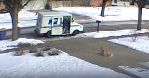 Mailman Recently Lost His Dog; Doesn’t Expect The Friendship Golden Retriever On His Route Offers Mailman Recently Lost His Dog; Doesn’t Expect The Friendship Golden Retriever On His Route Offers