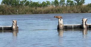 Bobcat Attempts Massive Leap Over Water Bobcat Attempts Massive Leap Over Water