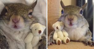 Squirrel Saved During Hurricane Isaac Is Unable To Sleep Without Her Teddy Bear Squirrel Saved During Hurricane Isaac Is Unable To Sleep Without Her Teddy Bear